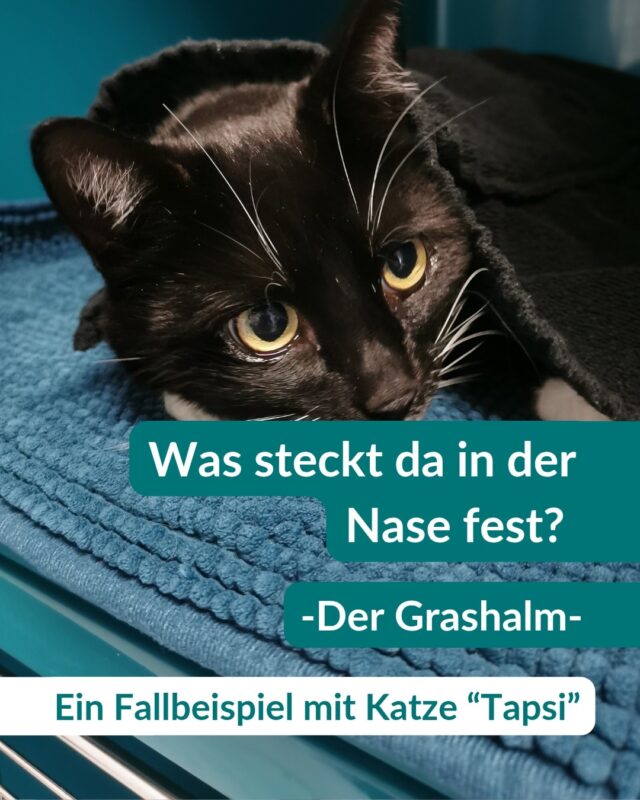 ⚠️ Achtung Katzenhalter ⚠️

🐱🌿 Wusstet ihr, dass ein einfacher Grashalm für Katzen zum Problem werden kann? 

Diese kleine Fellnase hatte Pech – ein Grashalm rutschte in den Nasenrachenraum und blieb dort stecken. Das war ganz schön unangenehm! Zum Glück konnten wir ihn unter Sedation sanft entfernen, und jetzt geht’s der Samtpfote wieder gut. 💙 

Falls eure Katze nach dem Grasfressen häufig niest, schnauft oder würgt, schaut lieber einmal bei uns vorbei. Wir helfen gern! 🐾 

Habt ihr auch grasende Katzen Zuhause und hattet vielleicht schon einmal einen ähnlichen Vorfall? 

Schreibt's gerne in die Kommentare!

sonnige Grüße, 
Enzo 

#Katzengesundheit #Tierarztbesuch #GesundeKatze #Katzenliebe #WirSindFürEuchDa"