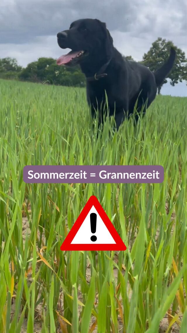 Hallo Freunde,

Liebt ihr den Sommer auch so sehr wie ich? Aber ACHTUNG 🚨 Sommerzeit = Grannenzeit!

Grannen sind die kleinen, spitzen Pflanzenteile von Wildgräsern – scheinbar harmlos, aber für Hunde können sie richtig gefährlich werden. 😟

💥 Was macht Grannen so riskant?
Sie haben winzige Widerhaken, mit denen sie sich im Fell, zwischen den Pfoten, in den Ohren, oder sogar der Nase festsetzen – und dann immer tiefer ins Gewebe wandern können!
Einmal eingedrungen, kommen sie nicht von selbst wieder raus und verursachen schmerzhafte Entzündungen, Abszesse und im schlimmsten Fall sogar schwere innere Schäden. 😢

⚠️ Typische Warnzeichen:

- Lecken oder Beißen an Pfoten
- Schütteln mit dem Kopf oder
Kopfschiefhaltung
- Niesen, Husten oder tränende Augen
- plötzliches Lahmen oder Berührungsempfindlichkeit

✅ Was du tun kannst:
🔍 Kontrolliere deinen Hund nach jedem Spaziergang – besonders an Pfoten, Ohren, Achseln und im Gesicht.
🧼 Entferne Grannen vorsichtig mit einer Pinzette

Bei Verdacht auf eine eingedrungene Granne: ab zum Tierarzt!

Folgt mir für weitere Tipps und Tricks und erzählt doch gerne in den Kommentaren von euren Erfahrungen mit Grannen!

Euer Enzo