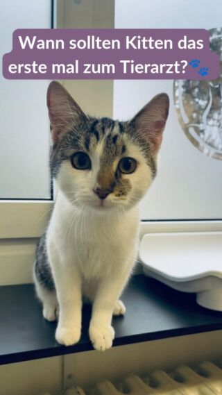 🐾 Der erste Tierarztbesuch ist ein wichtiger Schritt für die Gesundheit eurer Kitten! 🩺
Dabei schauen wir uns nicht nur den allgemeinen Gesundheitszustand an, sondern besprechen auch wichtige Themen wie Impfungen, Entwurmung, Ernährung und klären Fragen die euch auf dem Herzen liegen. 

✔ Gesundheits-Check: Untersuchung von Gewicht, Zähnen, Fell & mehr 
💉 Impfungen & Entwurmung: Schutz vor gefährlichen Krankheiten 
📍 Mikrochip: Für mehr Sicherheit & Identifikation vor allem bei Freigängerkatzen
🥩 Ernährungsberatung: für eine gesunde Entwicklung von Anfang an 

Ein bisschen Aufregung gehört natürlich dazu, aber mit Geduld und positiver Bestärkung wird es eine gute Erfahrung. So ist euer kleiner Stubentiger bestens versorgt und bereit für viele Abenteuer! 🐾❤️

Bringt gerne alle Fragen mit – wir nehmen uns Zeit für euch und euer neues Familienmitglied! ❤️🐱 

📅 Termine könnt ihr gerne online oder telefonisch mit uns vereinbaren.

Kennst du jemanden der einen neuen Stubentiger hat und das lesen sollte? Teile den Beitrag gern! 📨

Bis Bald 💕
