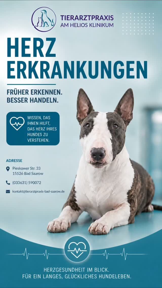 ❤️‍🩹 Wie läuft eigentlich eine Herzuntersuchung ab & auf was muss ich achten? ❤️‍🩹

Viele Hundebesitzer sind vor einer Ultraschalluntersuchung erst einmal etwas aufgeregt. 💚 Deshalb möchten wir euch zeigen: In den meisten Fällen ist die Untersuchung ganz unkompliziert.

📞 Termine vereinbaren wir ausschließlich telefonisch, ❗bitte NICHT online❗, damit wir direkt alle Fragen klären und den passenden Termin für euch finden können.

🥩🍴Euer Hund muss für die Untersuchung nicht nüchtern sein und kann ganz normal fressen, es wird auch keine Narkose benötigt. 

⏰ Wir nehmen uns für jeden Patienten etwa 60-90 Minuten Zeit, damit alles in Ruhe und ohne Hektik ablaufen kann.
Die Untersuchung allein dauert ungefähr 30-45 Minuten und so lange muss euer Hund entspannt auf der Seite liegen 🐶

Wenn ihr Fragen habt, ruft uns jederzeit gerne an 🤍 

Danke an Kiss 🐶 & ihr Frauchen 🧍🏼‍♀️für ihren Einsatz in unserem Video 🥰