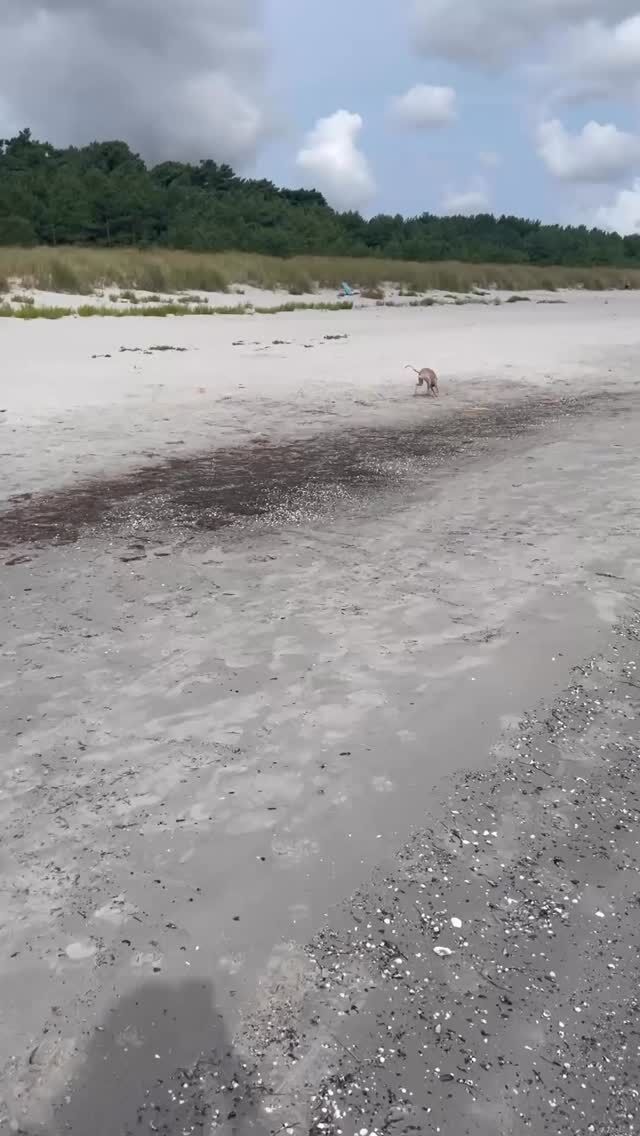 Hey Leute,
freut ihr euch auch so sehr darauf, bald zu Verreisen? 🧳

Bevor es losgeht, solltet ihr jedoch ein paar wichtige Punkte prüfen, damit wir Vierbeiner gesund & sicher mitreisen können. ⚠️ 🐶

✅ Impfungen aktuell?
✅ Chip vorhanden?
✅ Zeckenschutz & Wurmkur?
✅ EU-Heimtierausweis eingepackt?
✅ Reiseapotheke für deinen Hund dabei?
✅ Gesundheitscheck vor der Abfahrt?

Informiere dich über die Einreisebestimmungen deines Urlaubslandes, denn jedes Land hat unterschiedliche Bestimmungen.⚠️

📍 Fragen zur Reisevorbereitung? Wir sind für euch da!
📌 Speichere dir die Liste & teile sie mit allen, die mit Hund verreisen!

Gute Reise! 

Euer Enzo 🐶