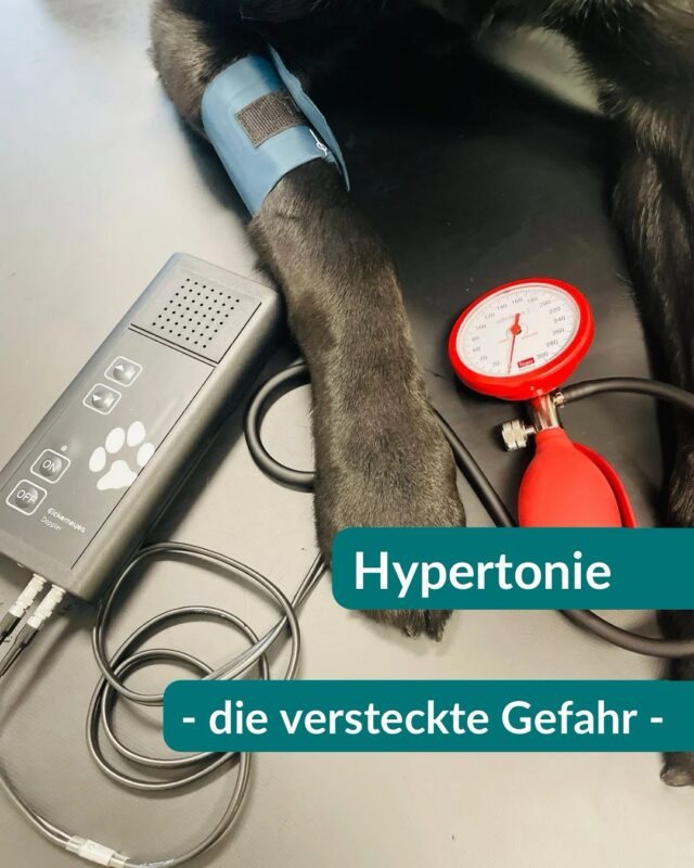 Heute ist Welthypertonietag – auch unsere Fellnasen sind betroffen! 🐶🐱
Bluthochdruck (Hypertonie) ist bei Hunden & Katzen oft ein stiller Gefährte – mit gefährlichen Folgen wie Erblindung, Nieren- oder Herzproblemen.

Normwerte:
▶️ Hund & Katze: < 150/95 mmHg
Werte darüber sollten tierärztlich kontrolliert werden!

Mögliche Symptome:
👁️ Plötzliche Erblindung
🧭 Desorientierung
🛏️ Teilnahmslosigkeit
❤️ Herz- & Nierenprobleme

Unser Tipp: Lass beim nächsten Check-up auch den Blutdruck messen – Vorsorge rettet Leben!

Hat dir der Beitrag gefallen? Dann teile ihn gerne mit anderen Tierbesitzern! 💚

Euer Enzo 🐶