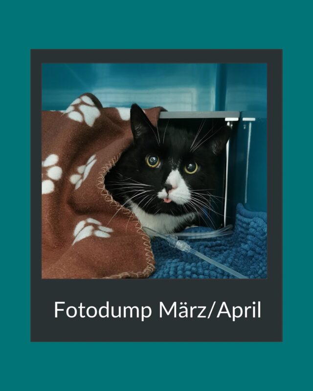 Fotodump März/ April 👀 
1.	Freche Katze streckt uns einfach die Zunge raus. 😼👅
	2.	Hund-Katzen-Dreamteam: Bei diesen Fellnasen ist der getrennte Warteraum völlig überflüssig. 🐶🐱❤️
	3.	Selfie – weil auch ich mal krank bin! 🤒🤳
	4.	Unsere Hundetoiletten – nochmal ein riesiges DANKE an die Firma „Holzwerk Michael Geiger“ für die unkomplizierte Montage. Absolute Empfehlung! 🐾🔧👏
	5.	Halskragen kürzen – eine Challenge für drei. ✂️🦴😅
	6.	Wenn man ein Foto für Instagram braucht, aber während der echten Narkosen keine Zeit hat, wird einfach mal die Anästhesieschwester verkabelt. 📸💉😄
	7.	Endoskopien sind ab sofort bei uns möglich! 🩺📍
	8.	Hypnose können die zwei definitiv. 👀🌀🐾
	9.	Ostergeschenke einer lieben Patientenbesitzerin. 🐣🎁💝
	10.	Mit Schleckerli ist der Ultraschall entspannt. 🦴🩻😌
	11.	Unsere Bohrmaschinen und Sägen für die Chirurgie sind auch endlich eingetroffen. 🛠️💉🐕
	12.	Tapferer Patient – drei Beine, aber glücklich! 🐾💪😊
	13.	Selfie mit meinem Spielelefant. 🐘📷
	14.	Schleckerli-Gesicht. 😋🦴
	15.	Wilder Bengale – dank entspanntem Katzenhandling ist auch bei ihm ein Ultraschall ohne Sedation möglich. 🐆👐🩻