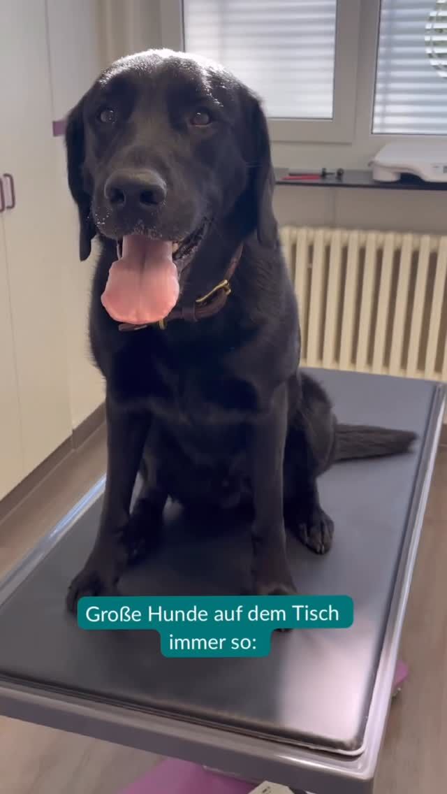 Wer kennt es? 🤣

Der Moment, wenn alle vier Beine wackeln und die Höhenangst Besitz von einem ergreift. 😅

Sie sagen zwar immer, sie passen auf einen auf und würden einen nicht vom Tisch fallen lassen … aber wie kann man sich da sicher sein?

Ich für meinen Teil denke, ein Geländer wäre die Lösung. Was meint ihr? 😇