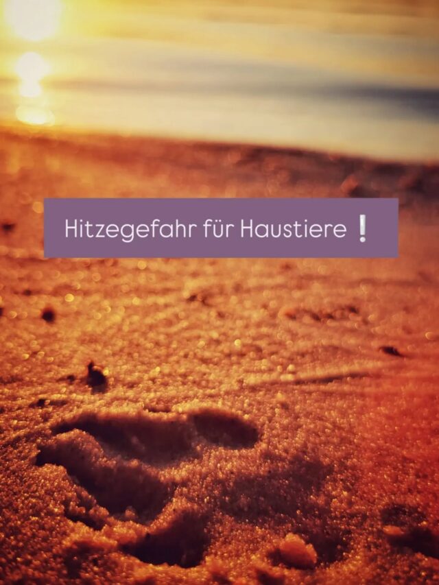 ☀️🐾 Hitzegefahr für Haustiere – Darauf solltet Ihr achten! 🐶🐱

Die Temperaturen steigen – und für unsere Tiere kann das schnell gefährlich werden. Mit ein paar einfachen Maßnahmen schützt du deinen Vierbeiner vor Überhitzung:

💧 Immer frisches Wasser bereitstellen!
Achte darauf, dass dein Tier jederzeit Zugang zu sauberem, kühlem Wasser hat.

🌳 Schatten statt pralle Sonne!
Vermeide längere Aufenthalte in der direkten Sonne, besonders in der Mittagszeit.

🚶 Gassigehen zu den kühleren Tageszeiten!
Frühmorgens oder spätabends sind die besten Zeiten für Spaziergänge.

🔥 Vorsicht vor heißem Asphalt!
Ist der Boden für deine Hand zu heiß, ist er auch für Pfoten zu heiß. 

🚗 Niemals Tiere im Auto lassen!!!
Schon wenige Minuten können lebensgefährlich werden – auch bei geöffnetem Fenster!

❄️ Für Abkühlung sorgen!
Kühlmatten, feuchte Handtücher oder ein schattiger Platz helfen deinem Tier, die Hitze besser zu verkraften.

⚠️ Warnzeichen für Überhitzung erkennen: 
Starkes Hecheln, Unruhe, Taumeln, Erbrechen oder Apathie können Anzeichen eines Hitzschlags sein. In diesem Fall sofort für etwas Kühlung sorgen und einen Tierarzt kontaktieren. 

Unsere Tiere sind auf unsere Fürsorge angewiesen. Gemeinsam sorgen wir dafür, dass sie sicher durch die heißen Tage kommen! ❤️

Passt gut auf Euch auf! 🤗