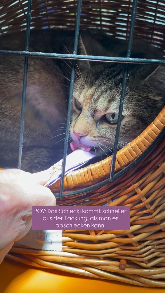 POV: Das Schlecki kommt schneller aus der Packung, als man es abschlecken kann.

Wer kennt es? Faszinierend, wie schnell diese kleinen Zungen sind … 🤍

Lässt sich euer Tier in der Tierarztpraxis bestechen? Oder gibt es einen besonderen Snack, den wir uns unbedingt zur Ablenkung eurer Fellnasen besorgen sollten? Schreibt es gerne in die Kommentare!

#leckerli #tierarzt #katze #hund #liebezumtier