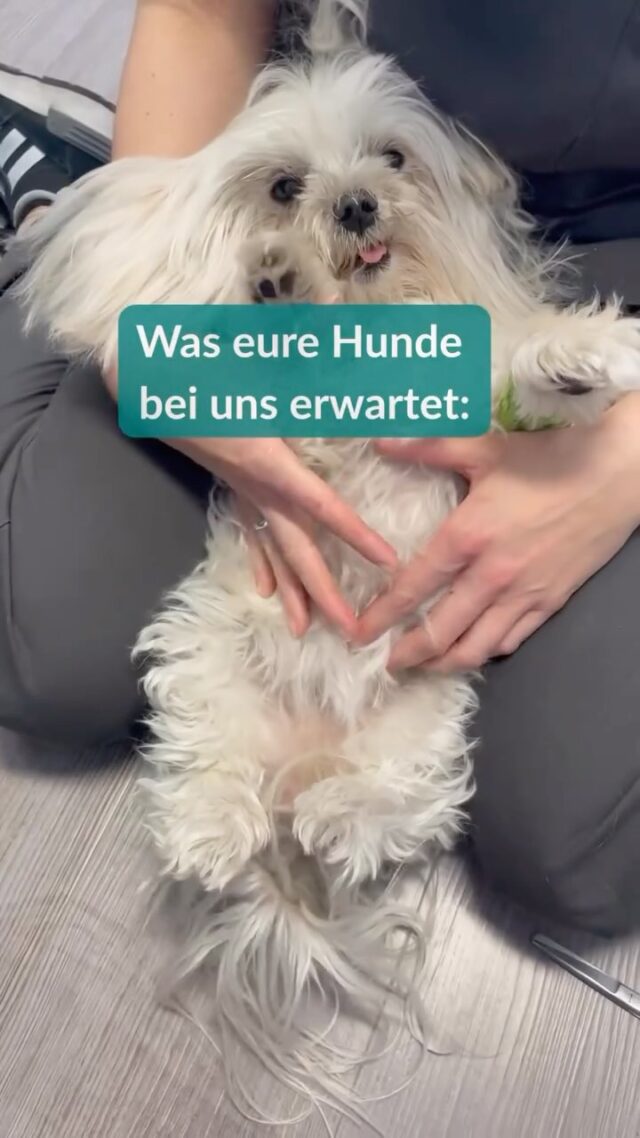 Hallo ihr Lieben, 🐾

ich weiß genau, worauf es ankommt, wenn wir Hunde zum Tierarzt müssen. 🐶💬

Deshalb erwartet euch bei uns eine Tierarztpraxis, die auf eure Bedürfnisse abgestimmt ist. 🏥✨

Dazu gehören:
✅ Kurze Wartezeiten durch effiziente Terminsprechstunde
✅ Ruhiger, stressfreier Ablauf dank getrennter Wartebereiche
✅ Hundefreundliches Handling durch geschultes & erfahrenes Personal
✅ Modernste diagnostische Ausstattung für eine umfangreiche Betreuung

Wir freuen uns auf euch und eure Vierbeiner! 🐕💚

Teilt das Video gerne mit anderen Hundebesitzer:innen! 📲

Euer Enzo 🐾