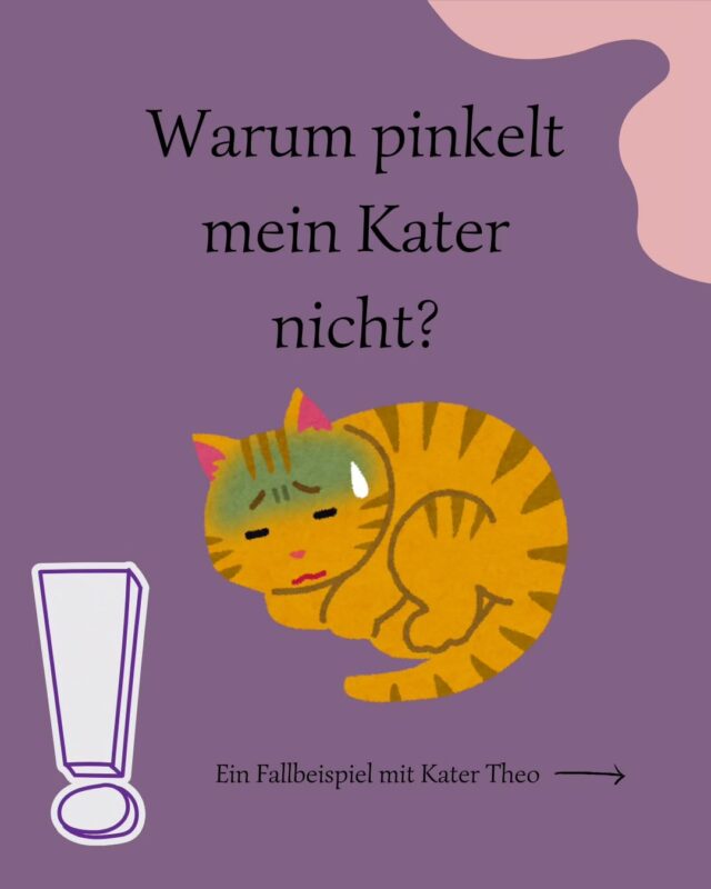 Hallo ihr Lieben, 😊

heute geht es um meinen Kumpel Theo, der bei uns operiert wurde, da er keinen Urin mehr absetzen konnte. 😿

Wenn ein Kater keinen Urin mehr absetzen kann, liegt das oft daran, dass sich kleine Harnsteine in der Harnröhre festsetzen und so den Urinabfluss aus der Blase verhindern. ⚠️

Harnsteine sind kleine, harte Ablagerungen, die sich in der Blase oder den Nieren des Katers bilden. Sie bestehen aus Mineralien und können in verschiedenen Größen auftreten. 
Wenn diese Steine in die Harnröhre gelangen, können sie die Passage blockieren, sodass der Kater Schwierigkeiten hat, Urin abzusetzen.
Das ist sehr schmerzhaft und kann zu ernsthaften Problemen führen. 🆘
Symptome eines Harnröhrenverschlusses sind unter anderem: häufiges oder schmerzhaftes Urinieren, bis hin zu blutigem Harnträufeln, Unruhe, Erbrechen und Appetitlosigkeit. 🥺 
Der Tierarzt kann versuchen, die Blockade zu lösen oder den Harnstein zu entfernen. Manchmal ist eine chirurgische Behandlung notwendig. 
Es ist wichtig, solche Symptome schnell zu erkennen, da ein unbehandelter Verschluss zu schwerwiegenden gesundheitlichen Schäden führen kann. 🏥

In Theos Fall war es ein erneuter Verschluss der Harnröhre, der trotz mehrfacher symptomatischer Behandlung immer wieder zu Problemen führte. 😔 So blieb unserem Team nichts anderes übrig, als eine chirurgische Penisamputation durchzuführen und somit die engste Stelle der Harnröhre zu entfernen, um einen erneuten Verschluss zu verhindern. 

Theo hat die OP gut überstanden 🙏 und wird Zuhause nun ordentlich verwöhnt, um ganz schnell wieder auf die Pfoten zu kommen. 🐾💖

Gute Besserung an meinen Kumpel 🐱 und frohe Neujahrsgrüße an euch alle! 🎉✨ 

Euer Enzo 🐾