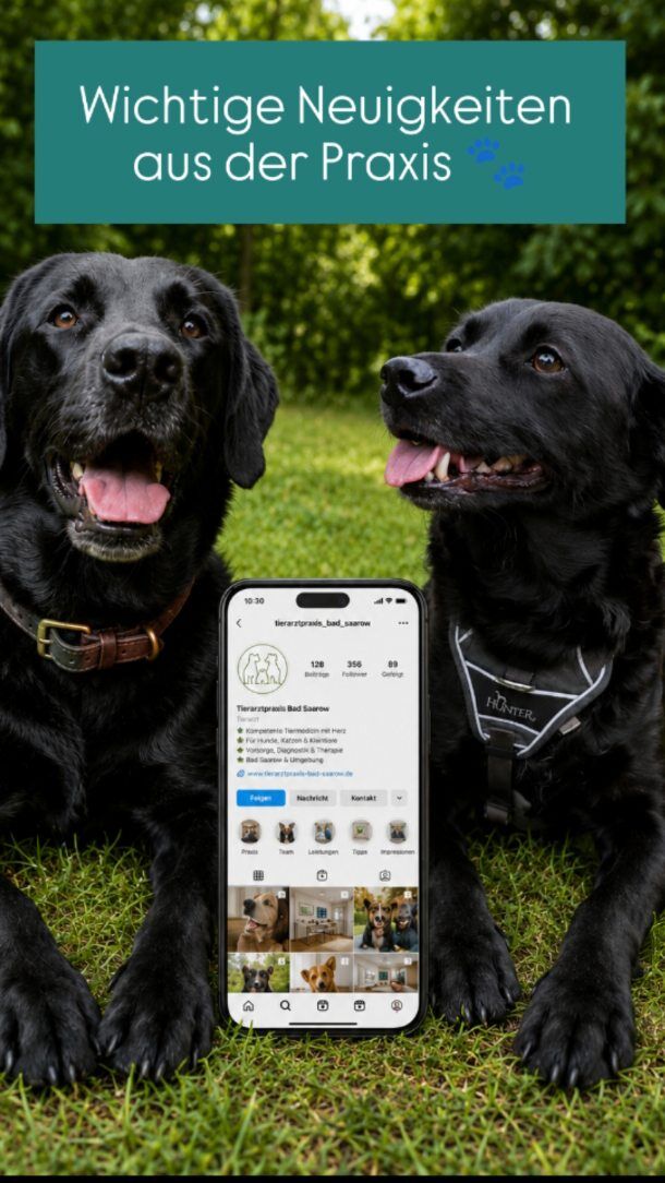 🐾 Wichtige Neuigkeiten aus der Praxis! 🐾

Nach vielen Monaten als euer vierbeiniger Reporter, Praxisbegleiter und Social-Media-Beauftragter ist für mich die Zeit gekommen, mein Amt weiterzugeben.

Ab sofort übernimmt mein Kollege Loui die Verantwortung für die sozialen Medien der Praxis. 🐶📸

Der Grund dafür ist ein ganz besonderer: Ich werde bald großer Bruder! ❤️ Mein Frauchen Hedwig erwartet Nachwuchs, und deshalb werde ich mir eine kleine Auszeit gönnen, um mich auf meine neuen Aufgaben vorzubereiten. Schließlich muss ich mich um einen neuen kleinen Menschen kümmern und meine Fähigkeiten als Beschützer und Aufpasser unter Beweis stellen. 👶🐾

Natürlich verschwinde ich nicht ganz. 🐾 Ich werde Loui in seiner neuen Rolle mit Rat und Tat unterstützen. Ich bin mir sicher, dass er den Job großartig machen wird und euch genauso viele schöne Einblicke in unseren Praxisalltag zeigen wird wie ich.

Ich freue mich auf die kommende Zeit und wünsche Loui einen guten Start in seiner neuen Position.

Bis bald und danke, dass ihr mich bisher begleitet habt!

Euer Enzo 🐕❤️